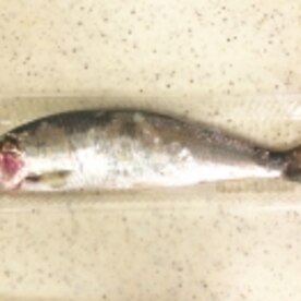 今が旬 絶品 生にしんの塩焼き レシピ 作り方 By M H 楽天レシピ 今が旬 絶品 生にしんの塩焼き レシピ 作り方 By M H 楽天レシピ